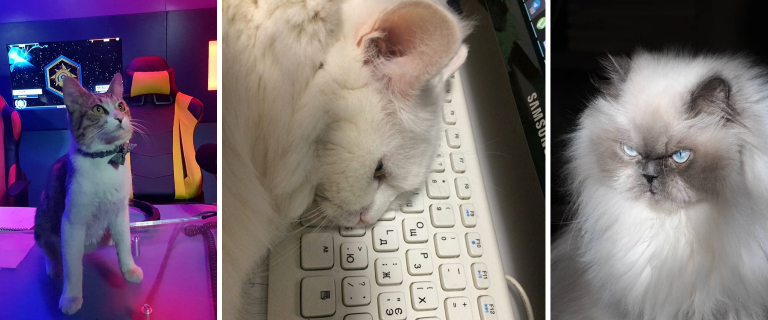 SymfonyCasts Rebrands as SymfonyCATS